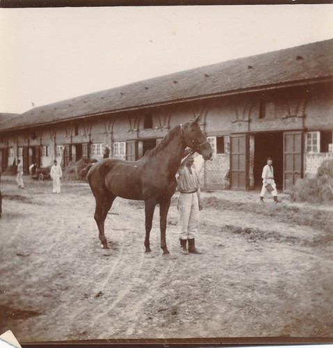 Cheval auffay seine maritime - cheval,