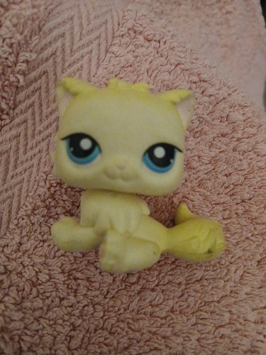 Petshop chat persan - 428, yeux