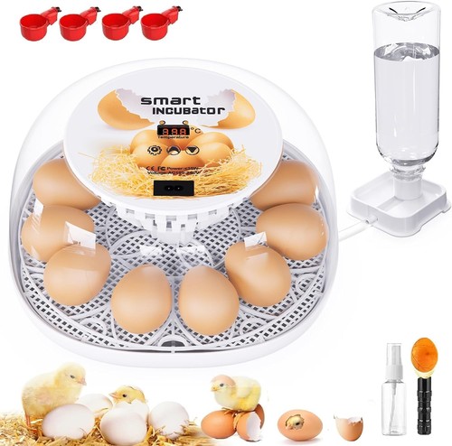 Couveuse oeuf automatique - oeuf,