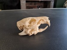Crâne de cochon d'Inde avec