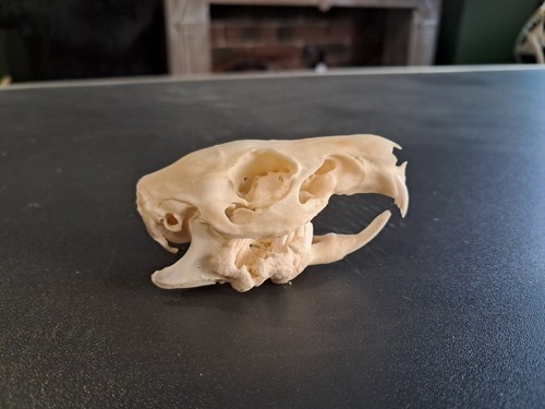 Crâne cochon inde avec - cochon, d'inde