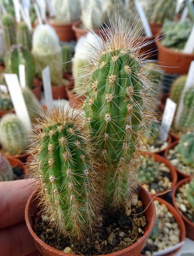 Cleistocactus tupizensis - cleistocactus,