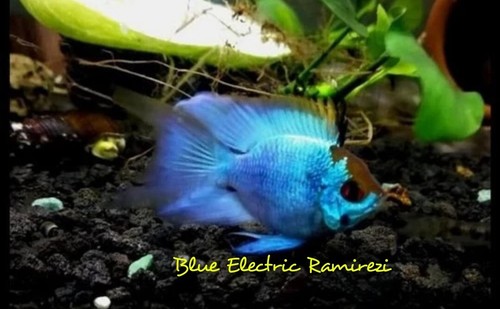Ramirezi blue electric natural - electric,