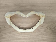 Ancienne mâchoire de requin