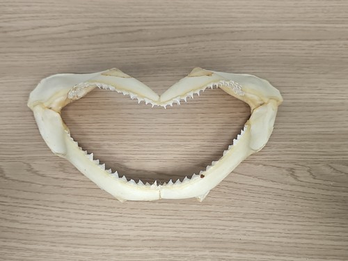 Ancienne mâchoire requin - ancienne, de