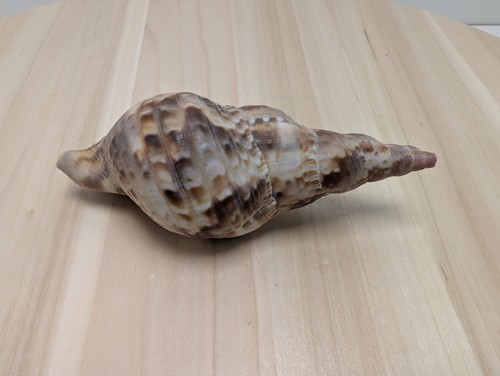 Petit coquillage trompette - coquillage,