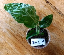 Monstera Bulbasaur rare