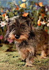 dachshund, Rauhhaar-Dackel, Teckel à poil dur,  Postcard
