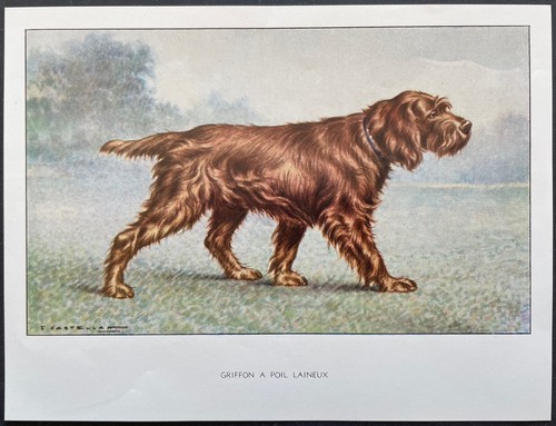 Griffon poil laineux - à,