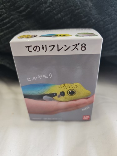 New phelsuma tenori friends - phelsuma:,