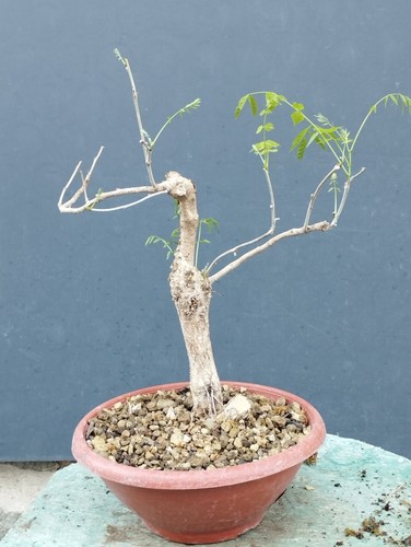 Bonsaï glycine cm en - 40,