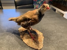taxidermie oiseaux :  PERDRIX ROUGE