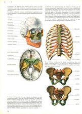 Cabinet of Curiosity Human Anatomy The Skeleton Book Issue 1983