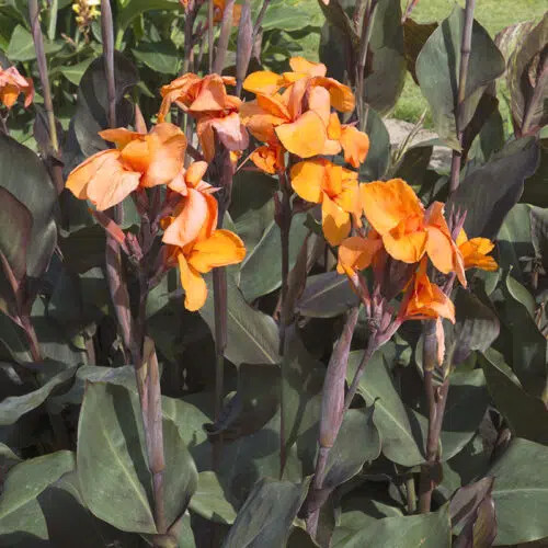 Canna liberté balisier - /,