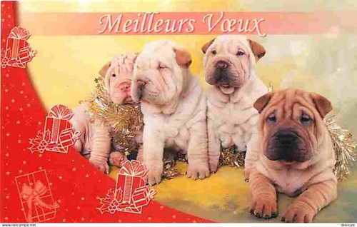 Carte postale animaux - carte,