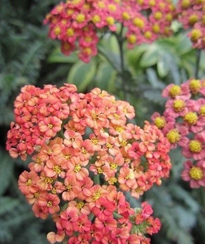 Achillee millefeuille - achillee,