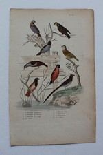 Gravure OISEAUX milieu XIXè -