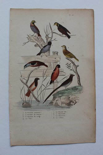 Gravure oiseaux milieu - milieu,