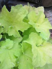 ♫ HEUCHERE 'Verdâtre Vert