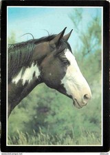 Animaux - Chevaux - Collection La Passion du Cheval - Etalon Pinto - Elevage Bou