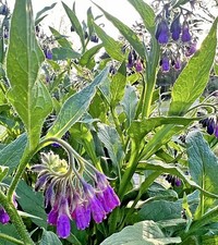 Organic Low-Spread Comfrey- Symphytum x uplandicum 'Bocking 14' - crowns & roots