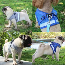 Harnais chien chat - chien, respirant