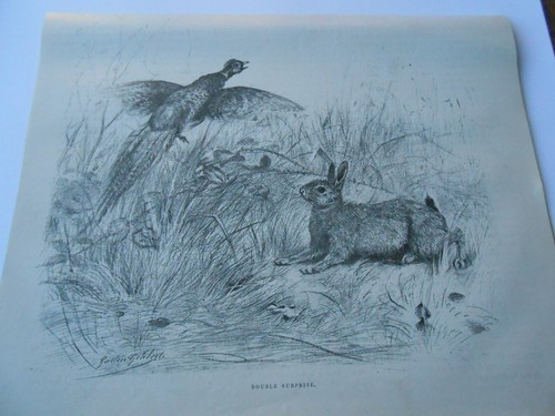 Gravure 1885 chasse - 1885, double