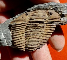 TRILOBITE ORDOVICIEN DE