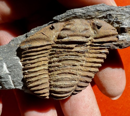 Trilobite ordovicien - trilobite, de