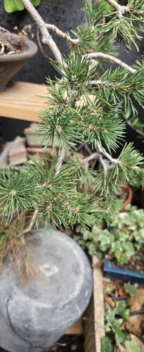 Bonsaï pinus sylvestris - pinus,