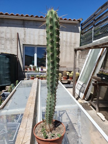Cactus cierge echinopsis - cierge,