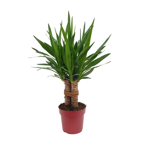 Yucca pour intérieur