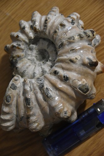 Grande ammonite douvilleiceras - grande,