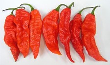 20 GRAINES BHUT JOLOKIA NAGA