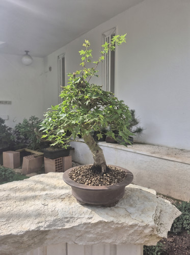 Bonsaï acer palmatum - bonsaï, d’acer