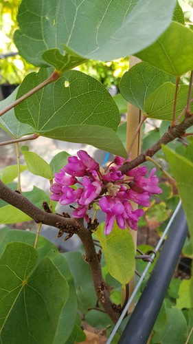 Cercis silicastrum arbre de - silicastrum,