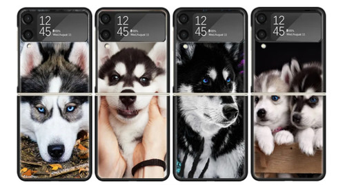 Siberian husky dog puppy chien - siberian,