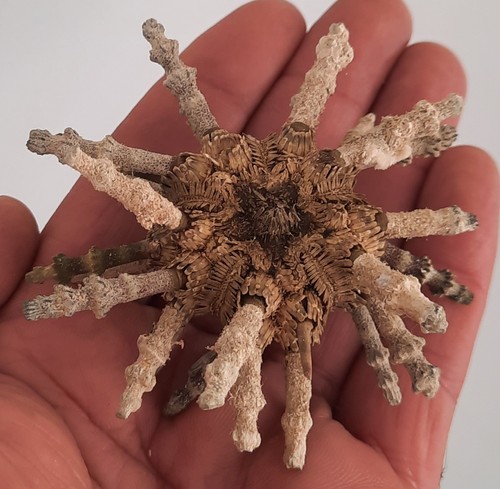 Curiosité taxidermie - curiosité,