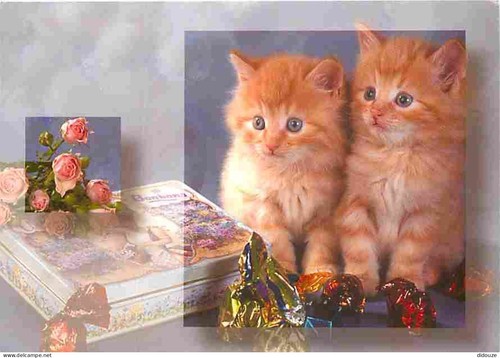 Carte postale animaux - animaux,