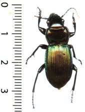 (rare) Carabidae - MEGADROMUS ANTARCTICUS - Entomology . insect 1637C