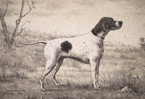 Chien pointer lithographie - pointer,