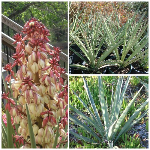 Graines yucca torreyi - 30,