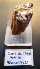 FOSSILE DENT DE CHEVAL FOSSILISEE 45 MM