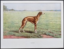 Whippet Reproduction couleur 1960 François Castellan