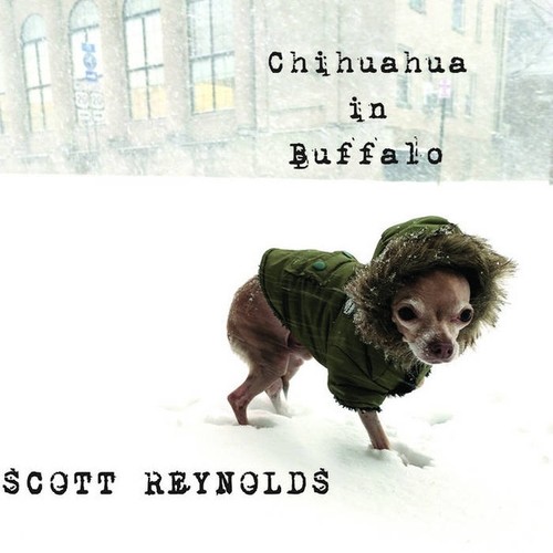 Scott reynolds chihuahua - reynolds, in