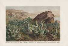 Opuntien Opuntia Fleurs Cactus Mexique Lithographie De 1898 Cactaceae Botanique