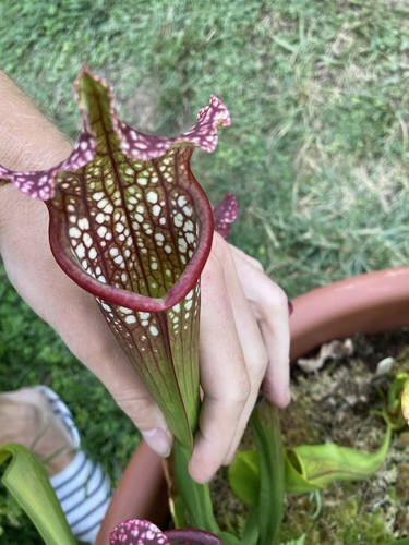 Graines sarracenia bella - sarracenia,