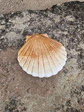 Shell Box - Earthenware Scallop Shell - Vintage - Shell Box