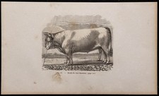 1860 - Bœufs de race limousine - Gravure ancienne & bovins - Limousin (France)