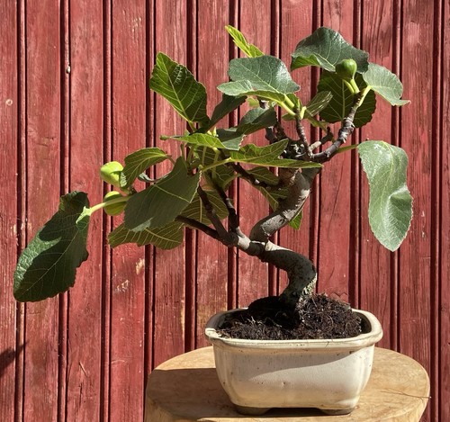 Bonsaï figuier ficus carica - , figuier.